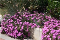 735ca5b4-IMG_7322 delosperma.jpg